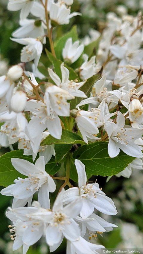 Приключения профессора Оле