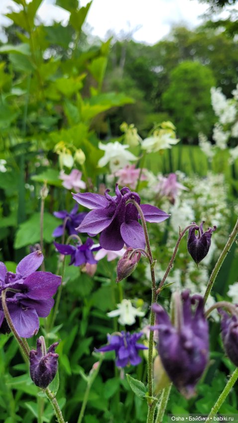 Приключения профессора Оле