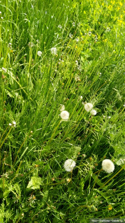 Монстер хай на прогулке, Клодин и Гулиопа, 42см