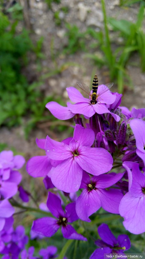 Монстер хай на прогулке, Клодин и Гулиопа, 42см (фото 9)