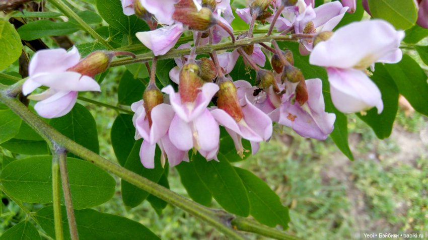 Монстер хай на прогулке, Клодин и Гулиопа, 42см