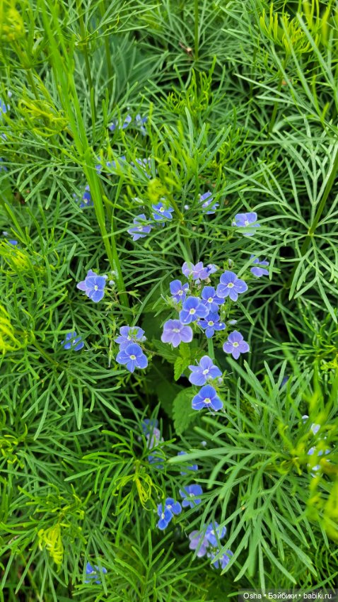 Приключения профессора Оле