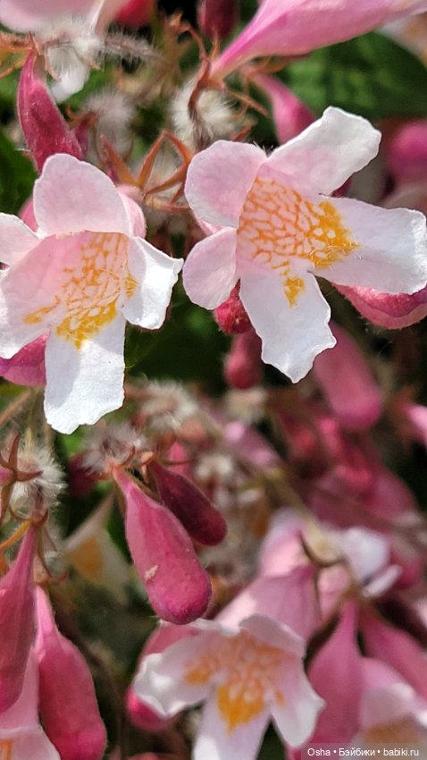 Приключения профессора Оле (фото 6)