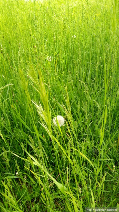 Монстер хай на прогулке, Клодин и Гулиопа, 42см