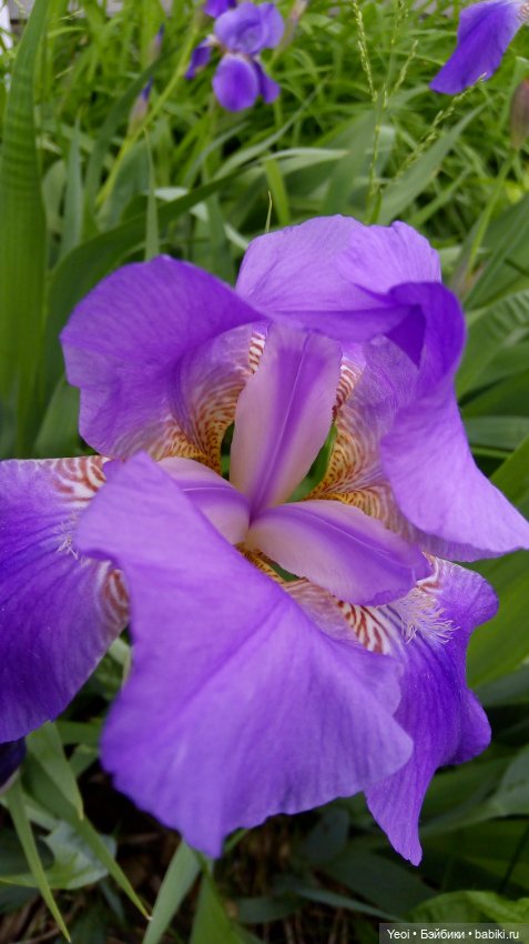 Монстер хай на прогулке, Клодин и Гулиопа, 42см