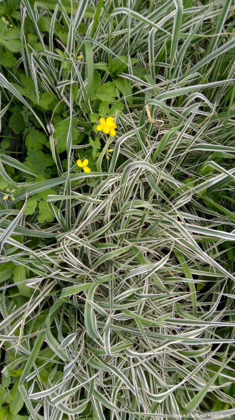 Монстер хай на прогулке, Клодин и Гулиопа, 42см