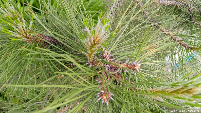 Монстер хай на прогулке, Клодин и Гулиопа, 42см