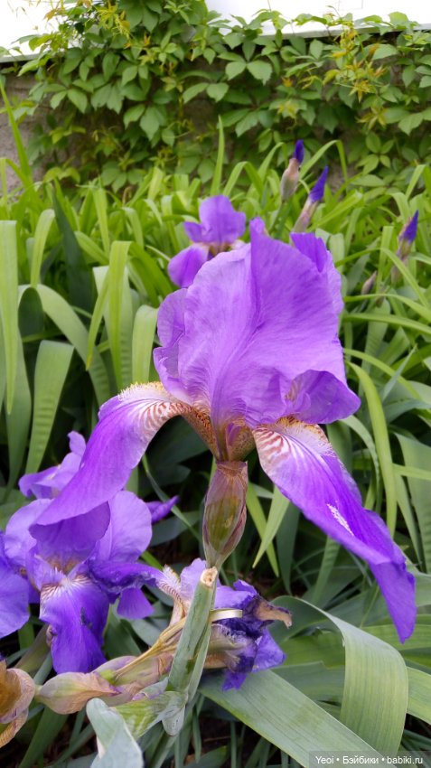 Монстер хай на прогулке, Клодин и Гулиопа, 42см