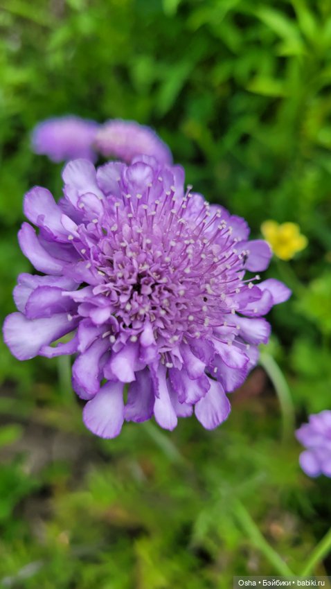 Приключения профессора Оле