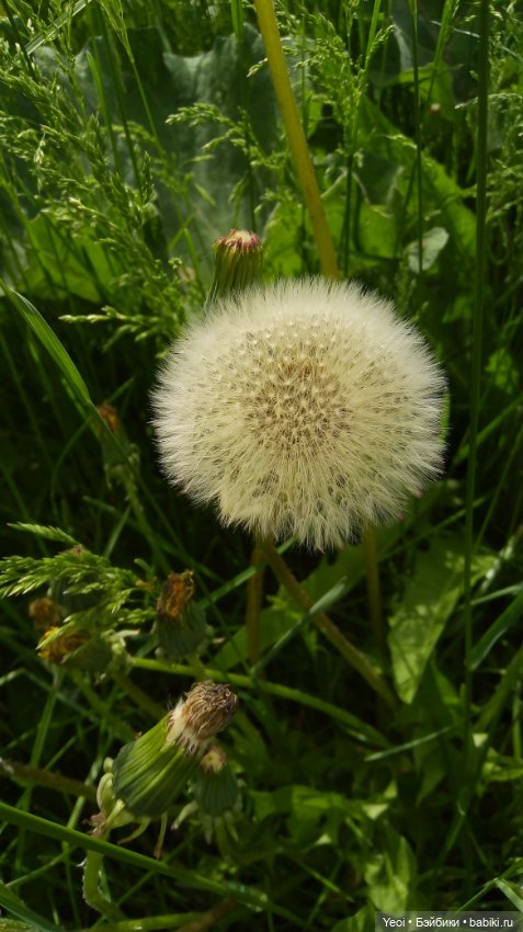 Монстер хай на прогулке, Клодин и Гулиопа, 42см