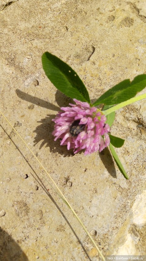 Монстер хай на прогулке, Клодин и Гулиопа, 42см