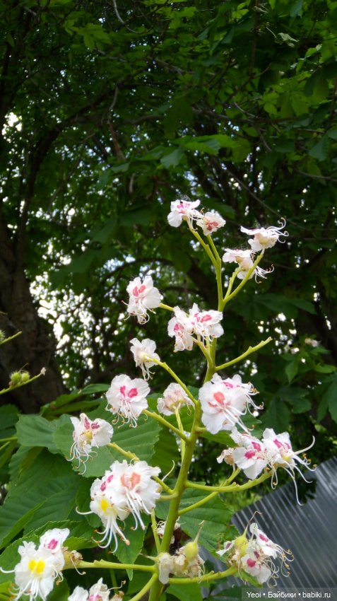 Монстер хай на прогулке, Клодин и Гулиопа, 42см