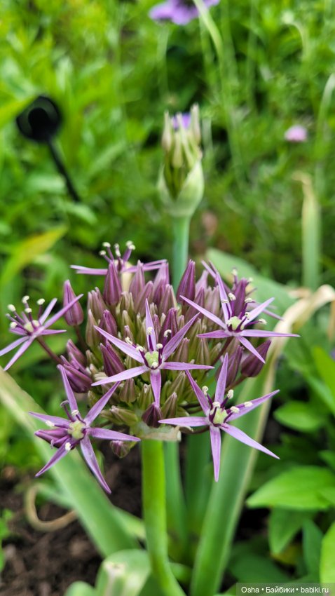 Приключения профессора Оле