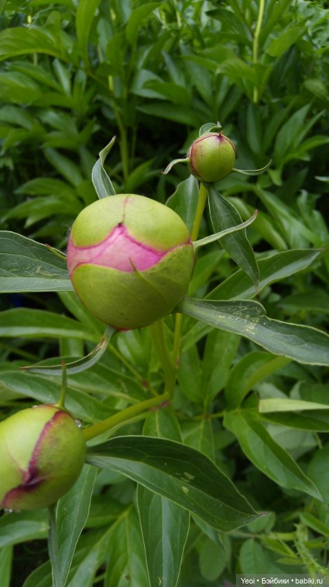 Монстер хай на прогулке, Клодин и Гулиопа, 42см