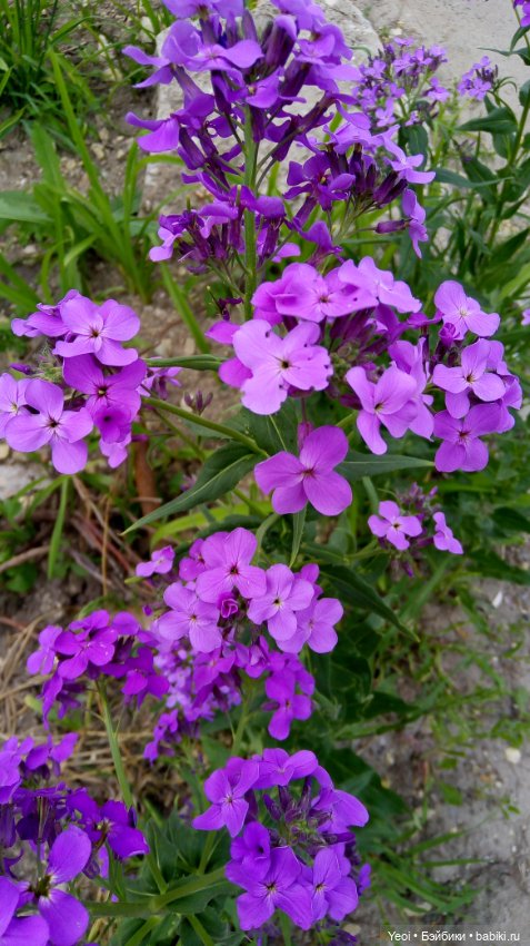 Монстер хай на прогулке, Клодин и Гулиопа, 42см (фото 7)