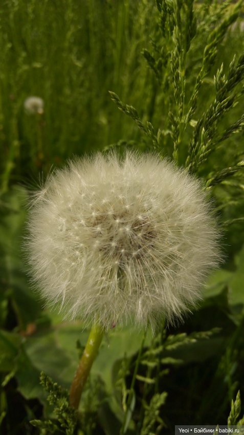 Монстер хай на прогулке, Клодин и Гулиопа, 42см