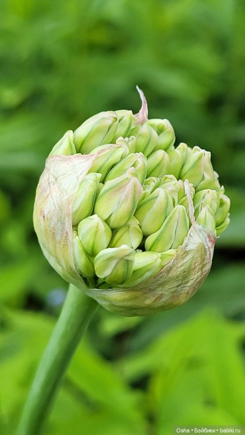 Приключения профессора Оле