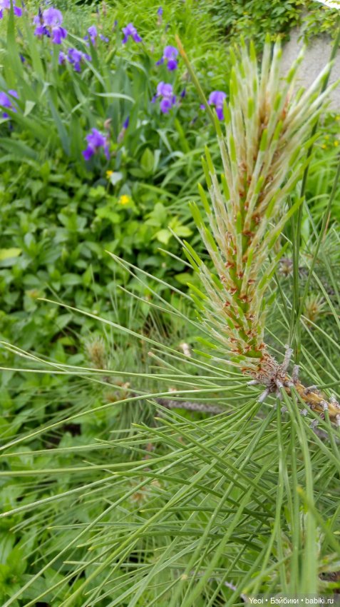 Монстер хай на прогулке, Клодин и Гулиопа, 42см