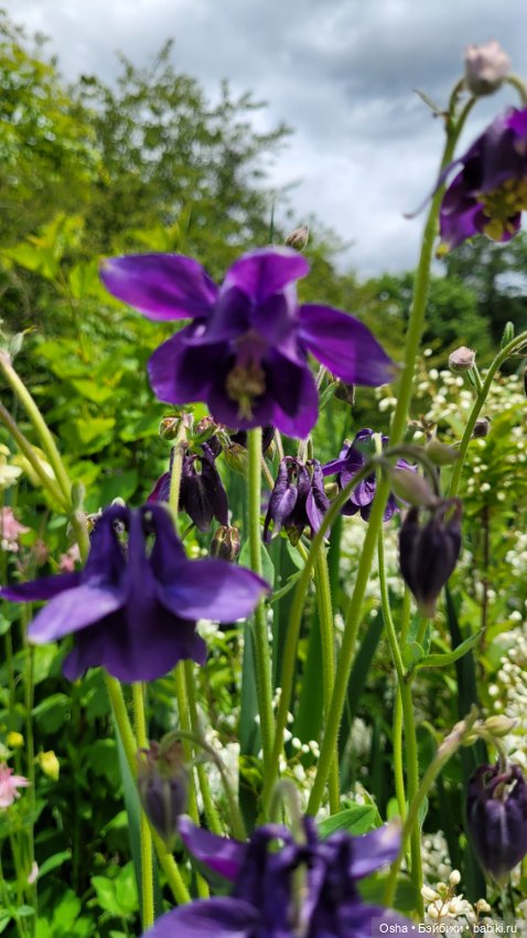 Приключения профессора Оле