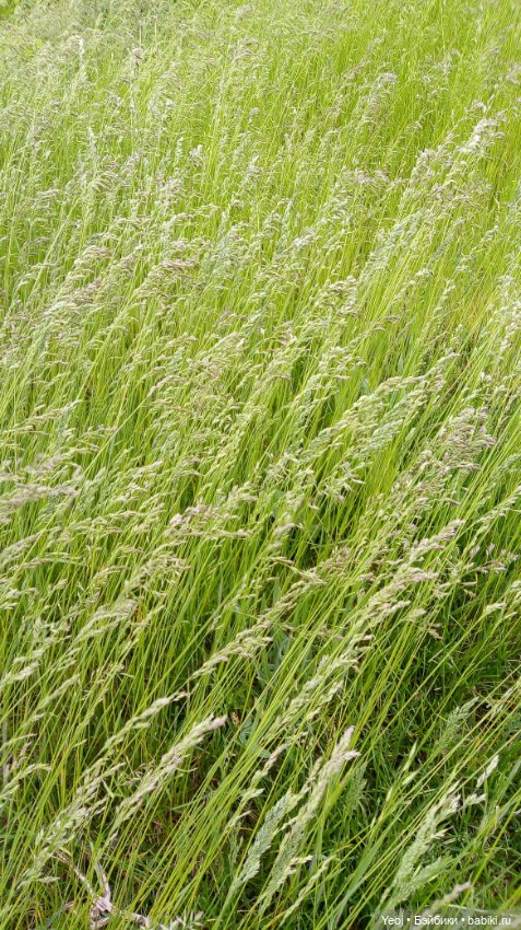 Монстер хай на прогулке, Клодин и Гулиопа, 42см