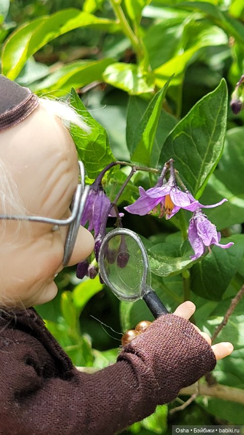 Приключения профессора Оле