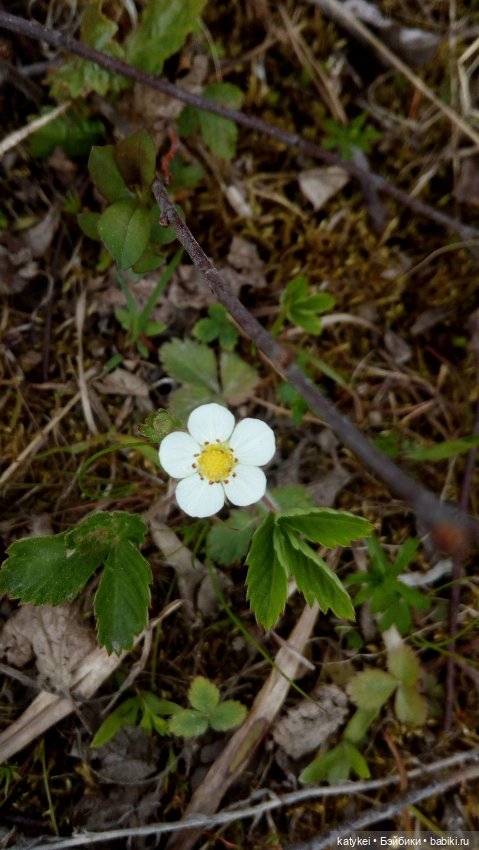 Морской (волк) кот — Текстильные игрушки и примитивы: кофейные