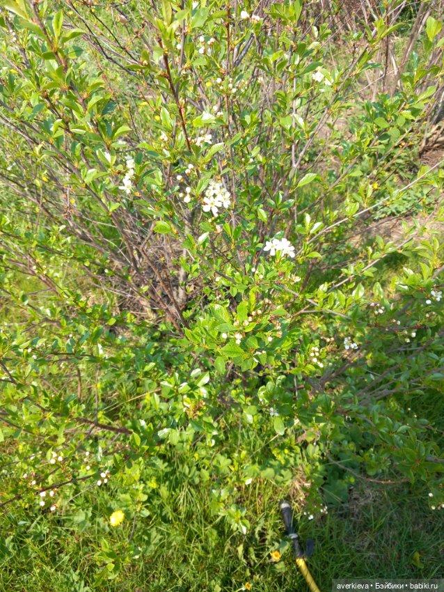 Микроша — Винтажные куклы ГДР (Немки): Бигги (фото 8)