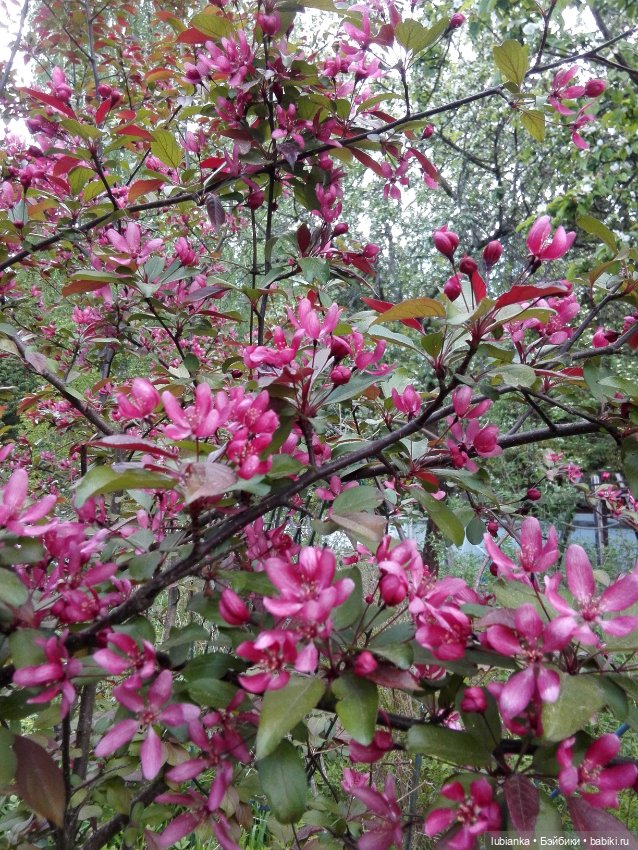 Не сакура,но всё же...💮🌸 — Куклы Julie Good Kruger (Джулия Гуд Крюгер): винил