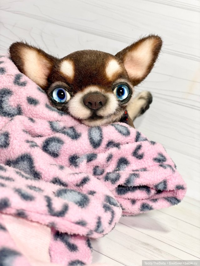 Сникерс 🐶 — Реалистичные игрушки и звери (Натюр): собаки (фото 10)