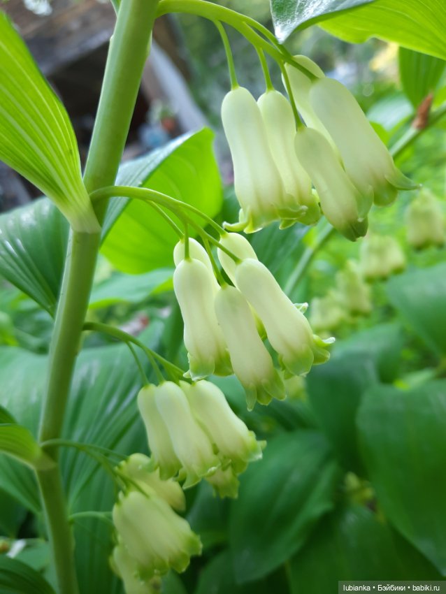 Ландышевое счастье моё🌞🌝🥰💖💚🤍