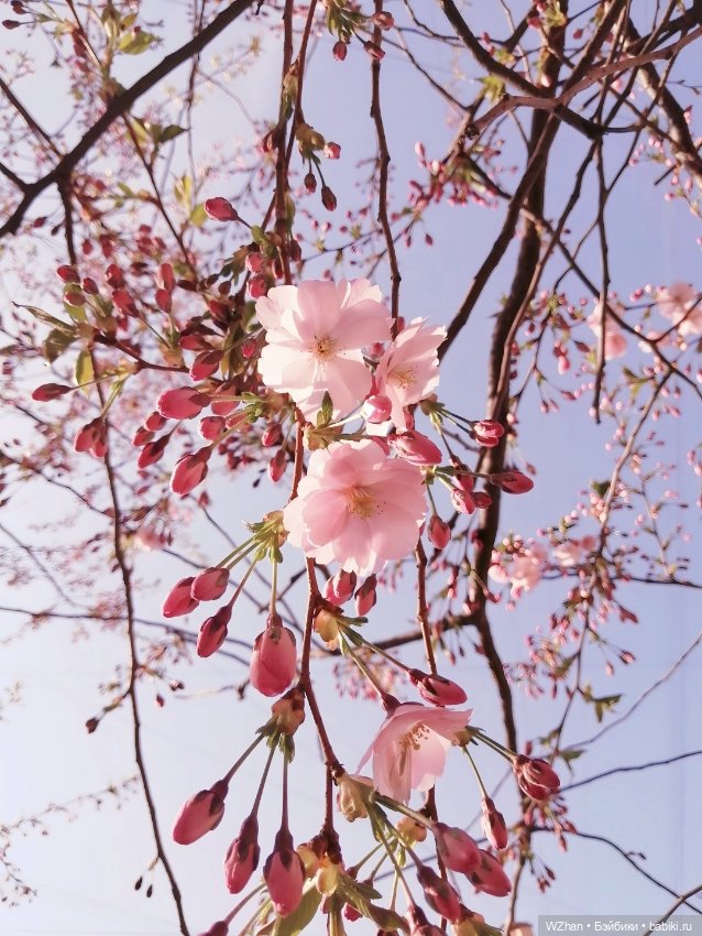 "Вишен цветы будто с небес упали" (фото 2)