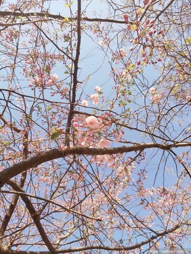 "Вишен цветы будто с небес упали" (фото 7)
