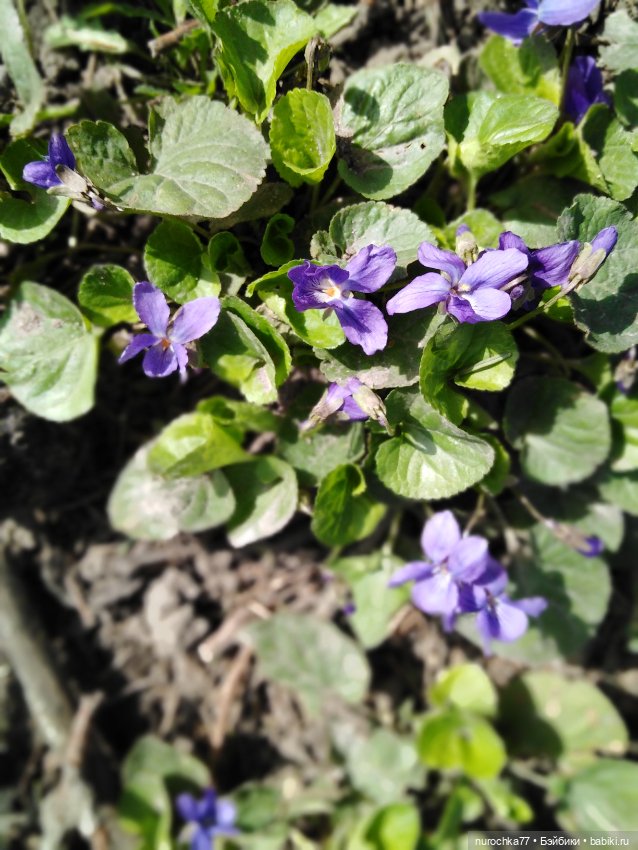 Мисс Изящность. Самая нежная куколка СССР. Генералы песчаных карьеров