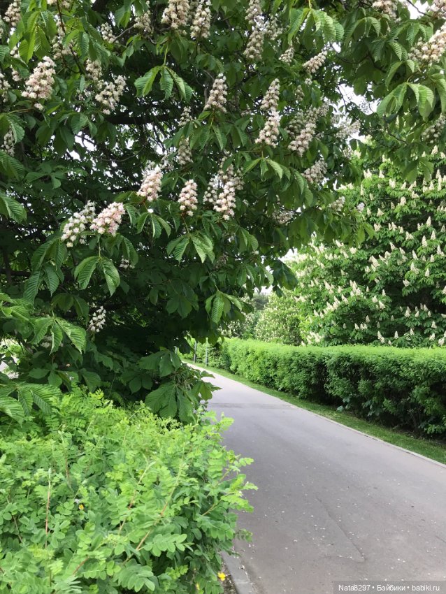 Майские прогулки с Плюшечками. Часть 1. Карли от Heidi Plusczok (фото 10)