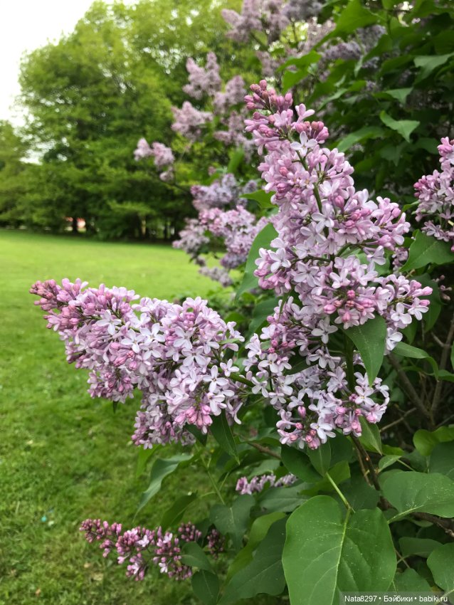 Майские прогулки с Плюшечками. Часть 1. Карли от Heidi Plusczok (фото 9)