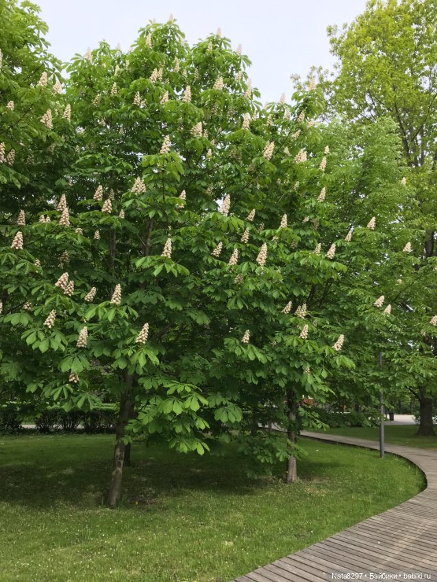 Майские прогулки с Плюшечками. Часть 1. Карли от Heidi Plusczok (фото 3)