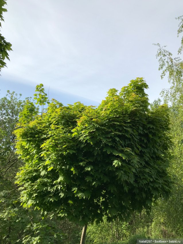 Майские прогулки с Плюшечками. Часть 1. Карли от Heidi Plusczok