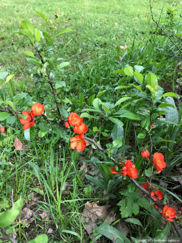 Майские прогулки с Плюшечками. Часть 1. Карли от Heidi Plusczok (фото 5)