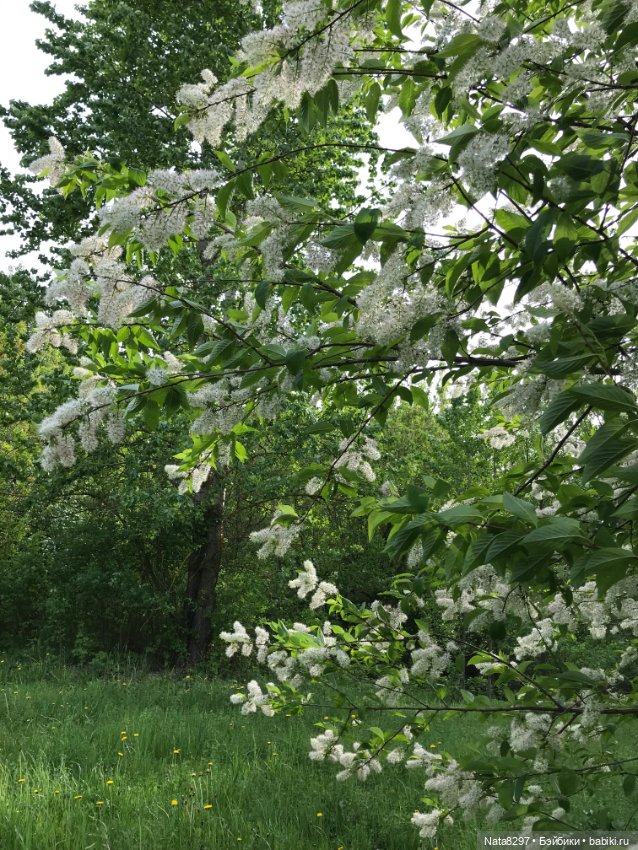 Майские прогулки с Плюшечками. Часть 1. Карли от Heidi Plusczok