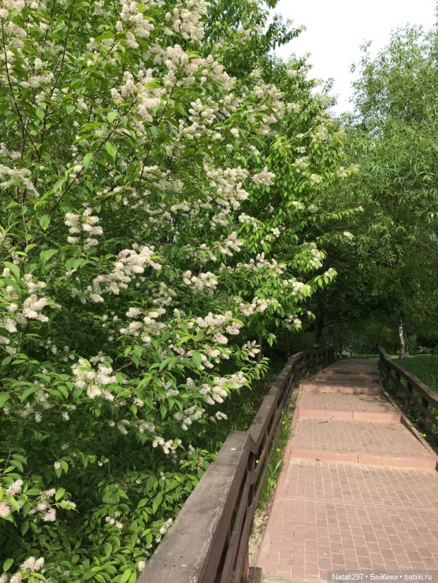 Майские прогулки с Плюшечками. Часть 1. Карли от Heidi Plusczok