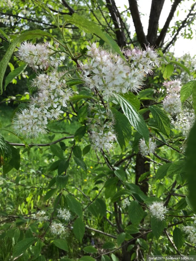 Майские прогулки с Плюшечками. Часть 1. Карли от Heidi Plusczok