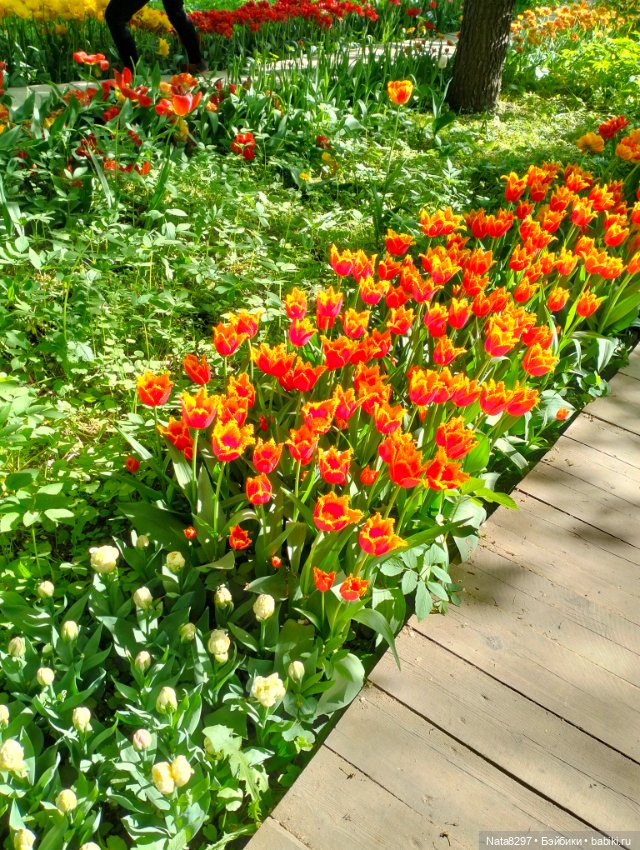 Майские прогулки с Плюшечками, часть 3. Аптекарский огород. Селин и Карли от Heidi Plusczok