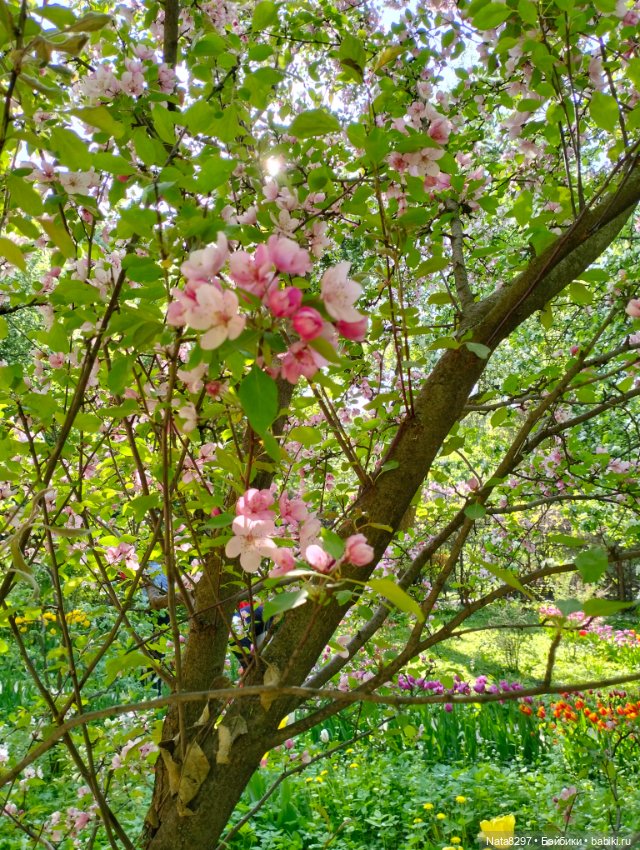 Майские прогулки с Плюшечками, часть 3. Аптекарский огород. Селин и Карли от Heidi Plusczok