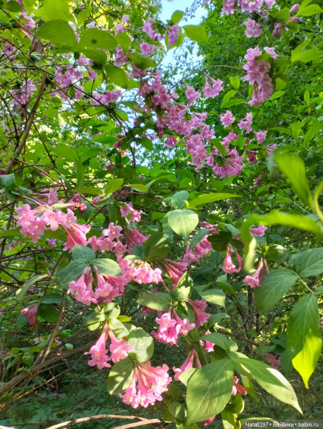 Майские прогулки с Плюшечками, часть 3. Аптекарский огород. Селин и Карли от Heidi Plusczok