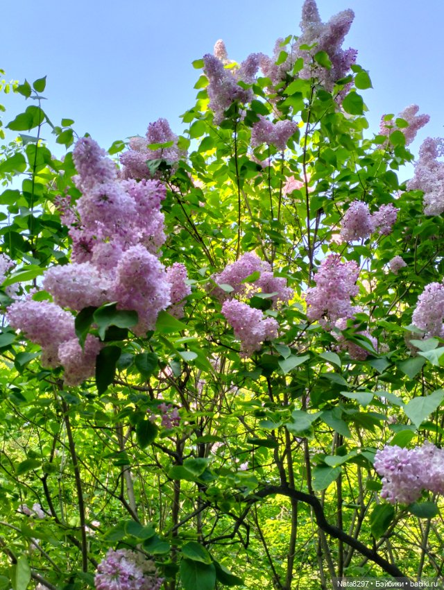 Майские прогулки с Плюшечками, часть 3. Аптекарский огород. Селин и Карли от Heidi Plusczok