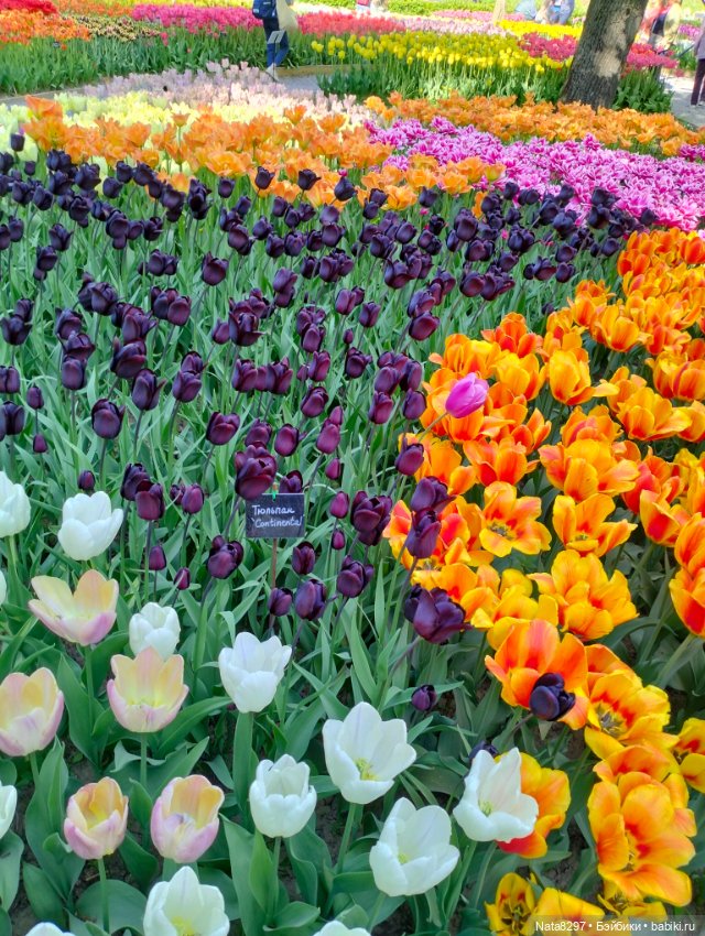 Майские прогулки с Плюшечками, часть 3. Аптекарский огород. Селин и Карли от Heidi Plusczok