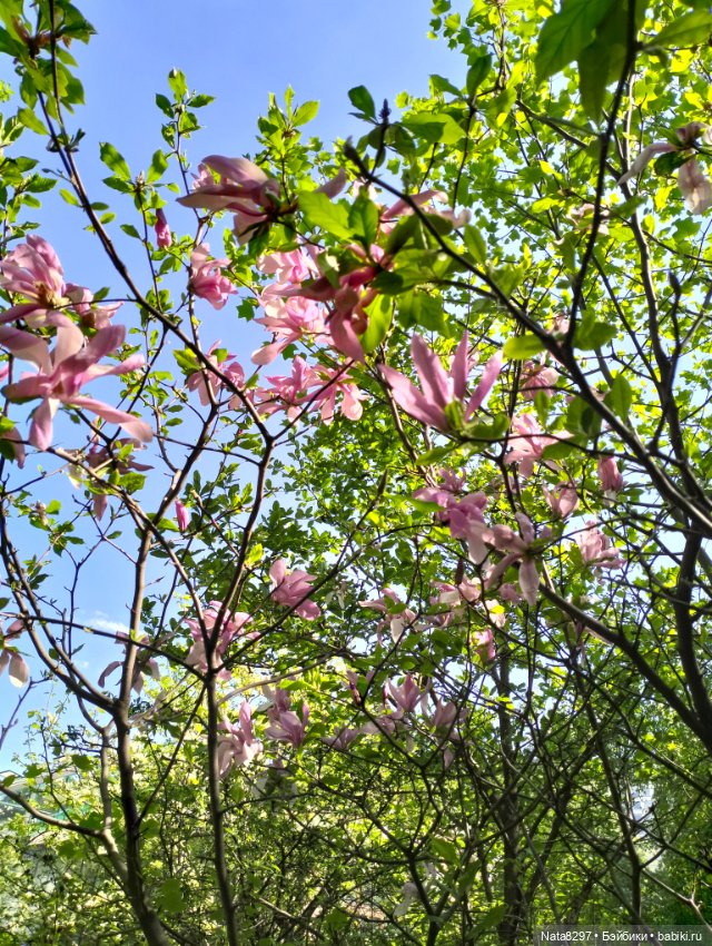 Майские прогулки с Плюшечками, часть 3. Аптекарский огород. Селин и Карли от Heidi Plusczok (фото 3)