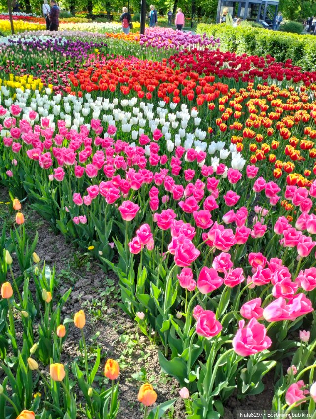 Майские прогулки с Плюшечками, часть 3. Аптекарский огород. Селин и Карли от Heidi Plusczok (фото 9)