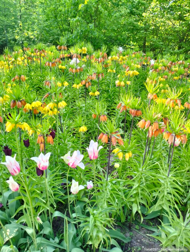 Майские прогулки с Плюшечками, часть 3. Аптекарский огород. Селин и Карли от Heidi Plusczok