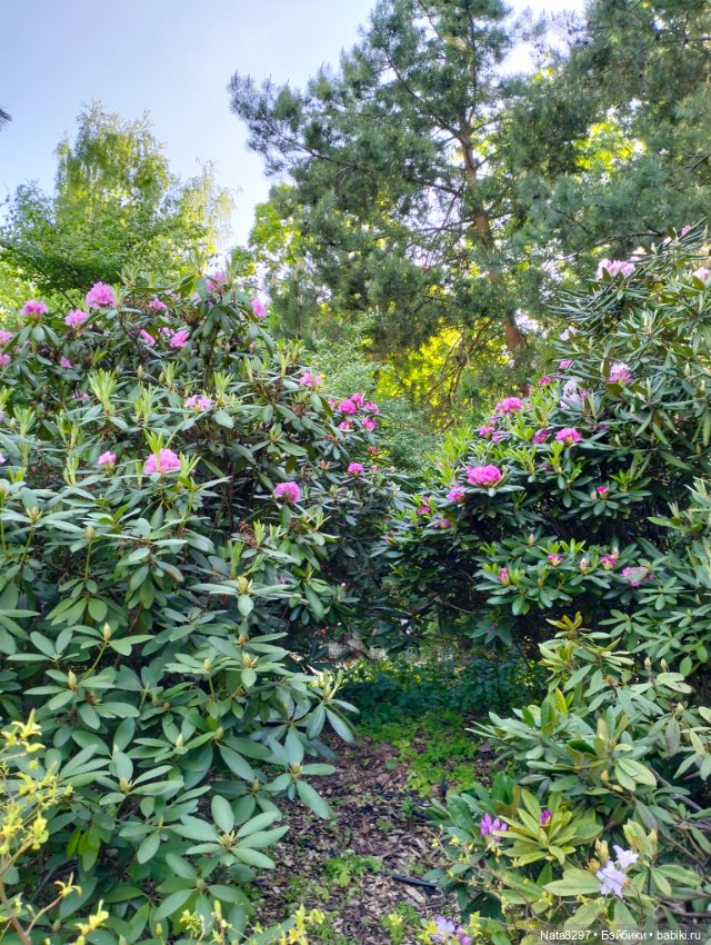 Майские прогулки с Плюшечками, часть 3. Аптекарский огород. Селин и Карли от Heidi Plusczok